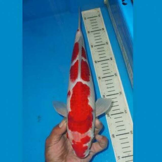 KOHAKU BAGUS