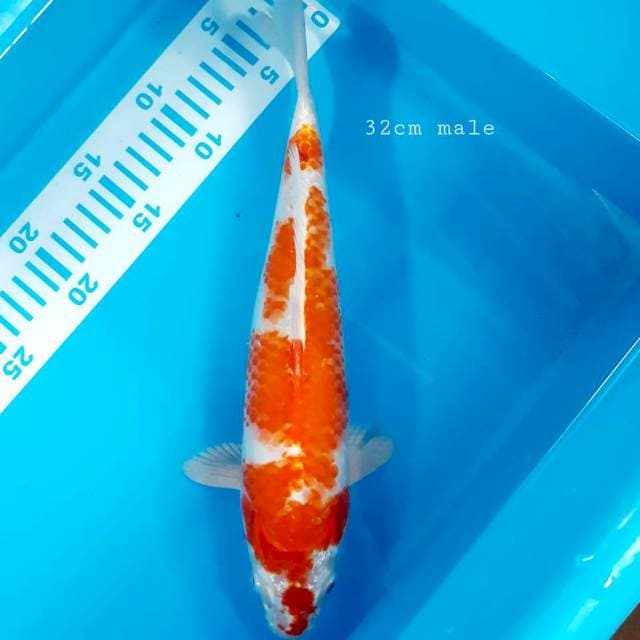 Kohaku hikari