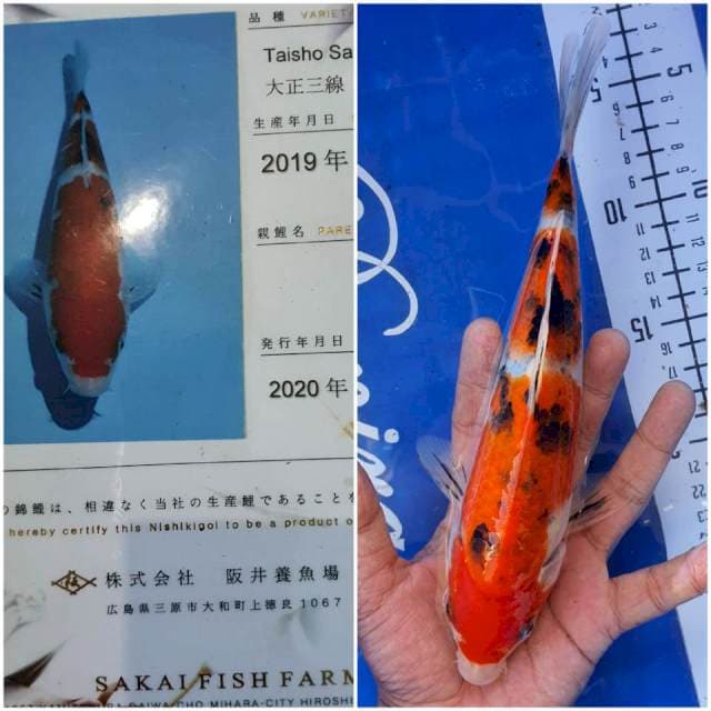 25cm, Sanke Sakai Serti