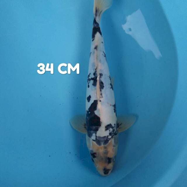 Doitsu 34 cm