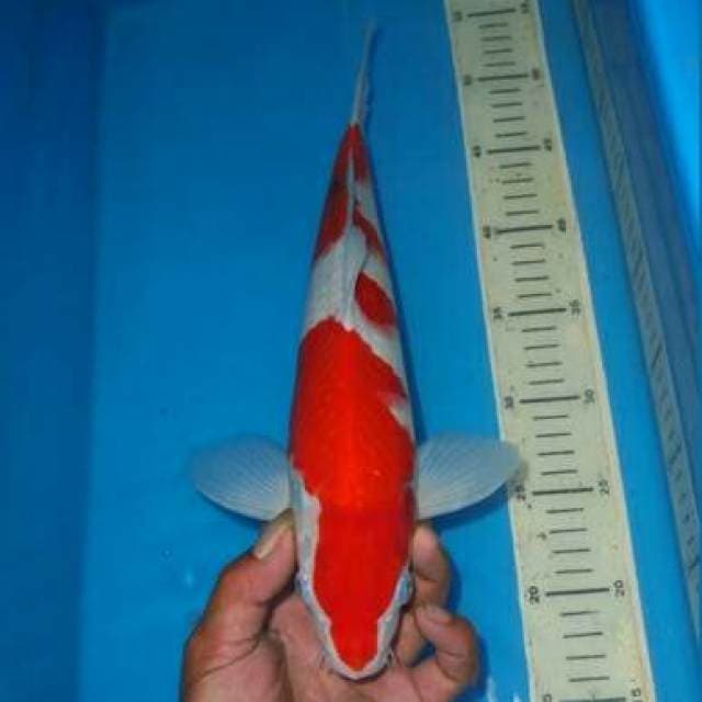 SANSHOKU MERONA