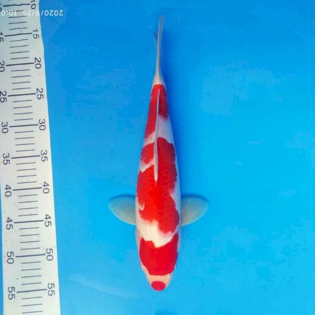 AKAI 1 - KOHAKU KUCIBENI ®