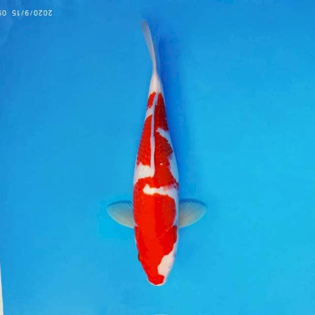 AKAI 4 - INAZUMA KOHAKU ®