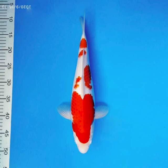 AKAI 15 - KOHAKU ®