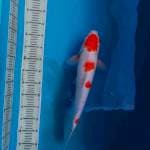 Male Kohaku 45cm
