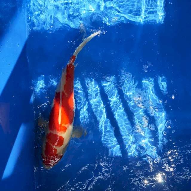 Kohaku 57 cm
