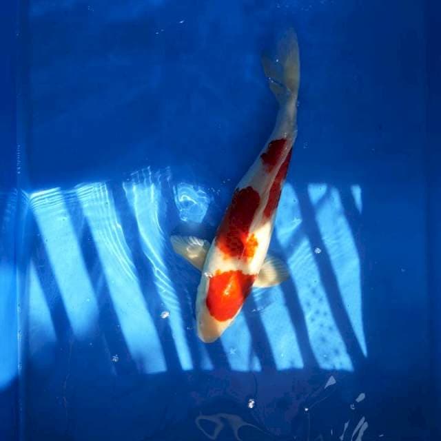 Goromo Red Strong 45 cm