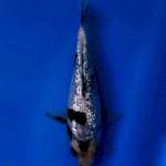 Shiro Ginrin 