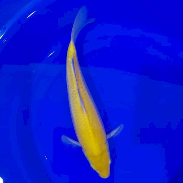 KARASHI RED EYES (SHOW QUALITY)