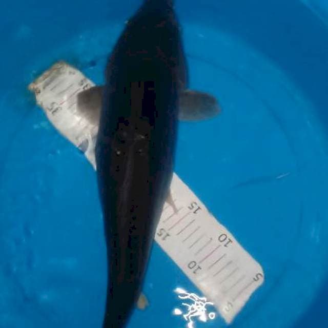 Karasu 40 cm