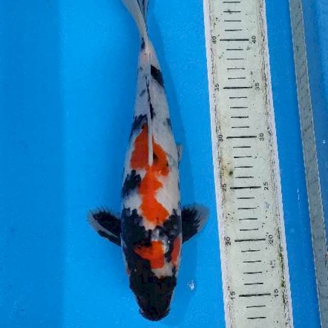 Kindai Showa 32cm male