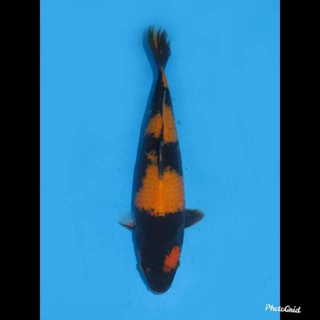 29cm , Jantan - Hi Utsuri