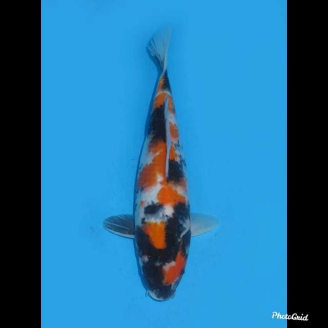 32cm , Betina , Showa Sanshoku Tategoi