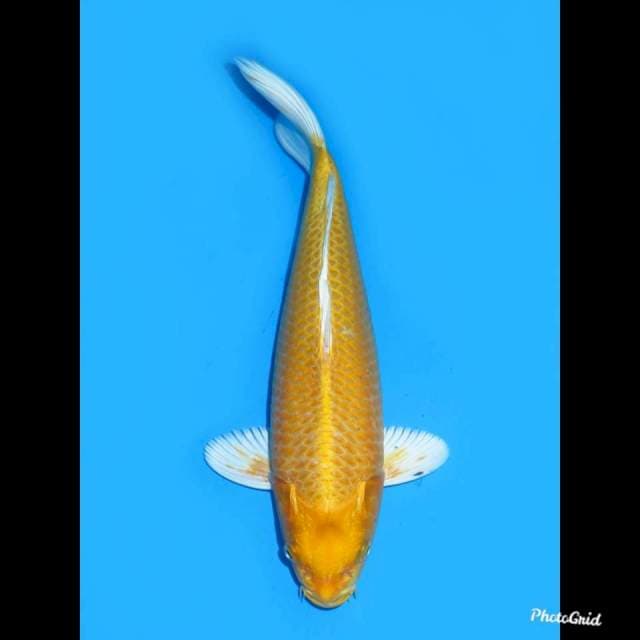 32cm , Jantan , Yamabuki Ogon , 