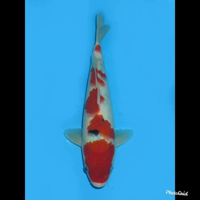 25cm , Jantan , F1 Red  Sanke Tategoi 