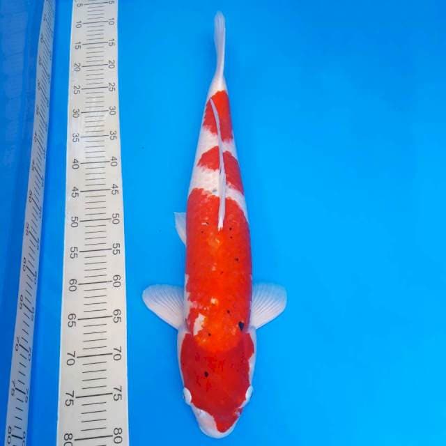 Sanke female 62cm