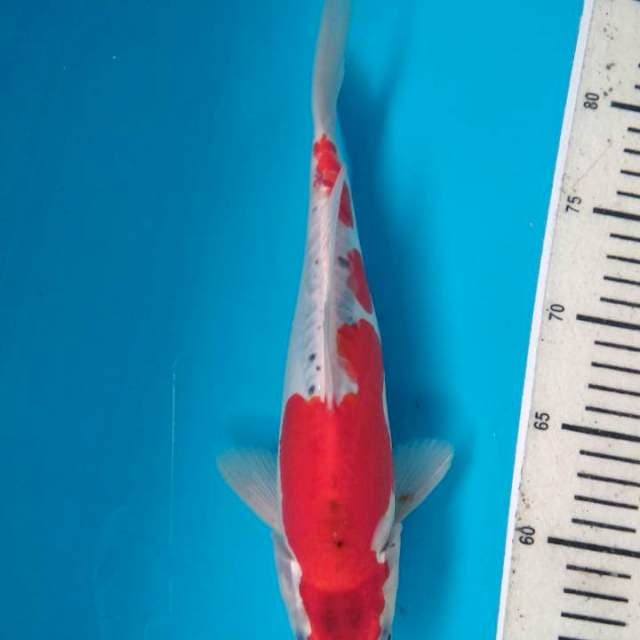 Gosiki doitsu 28cm Male