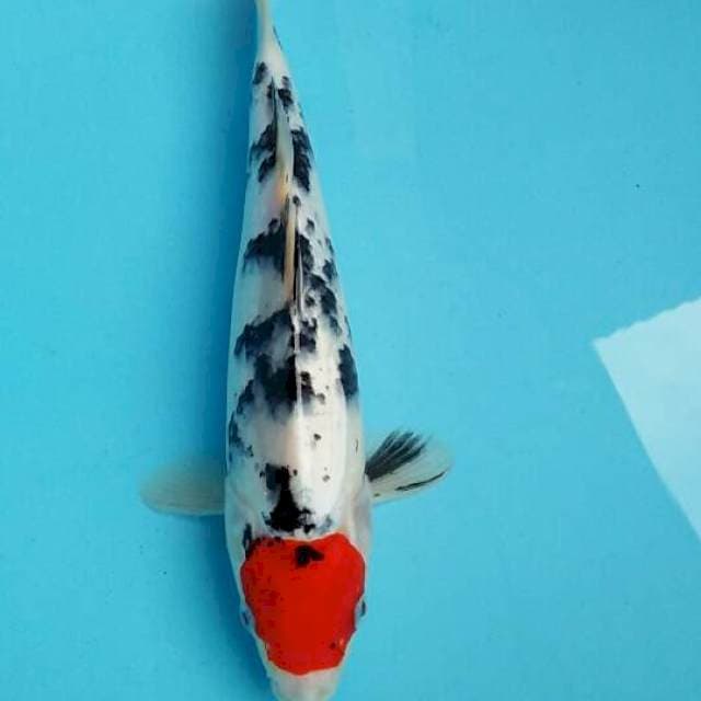 Tancho sanke 27cm