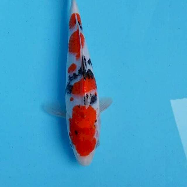 Sangke 24cm