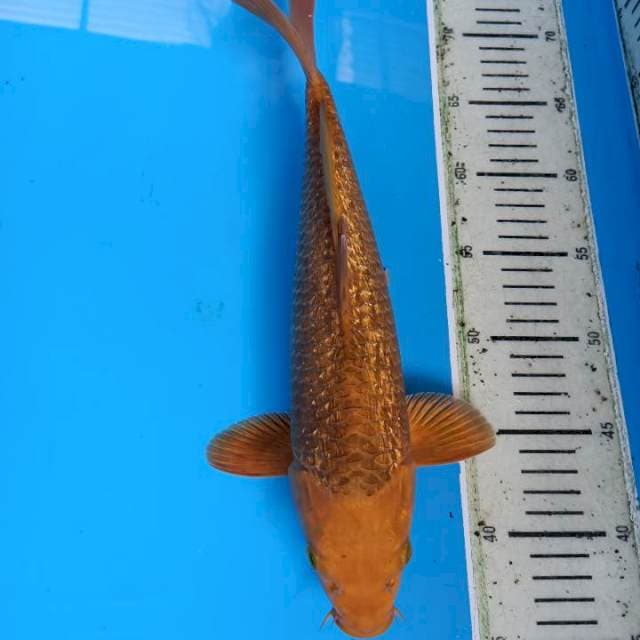 Chagoi ginrin 35 cm