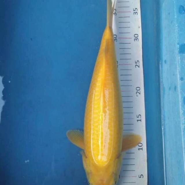 Karasi mata merah bulki