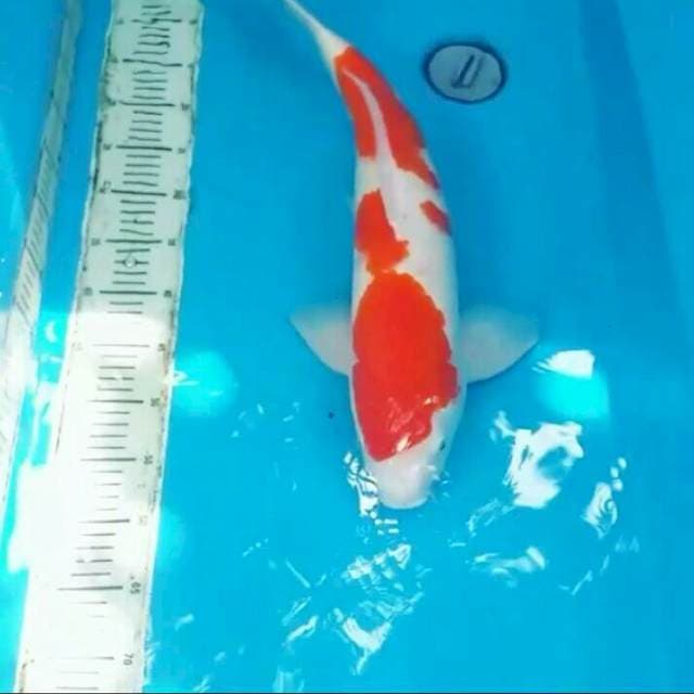 59cm male kohaku