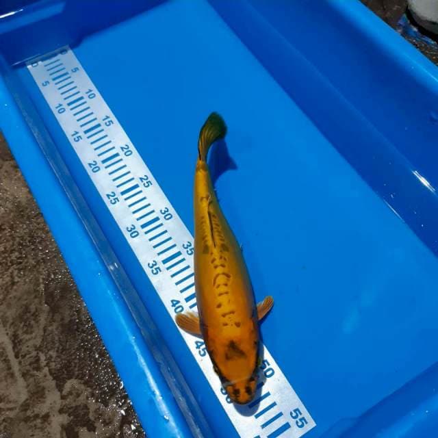 Kiko doit murni 32cm