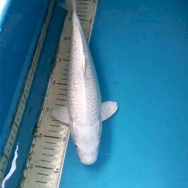 Platinum 34cm