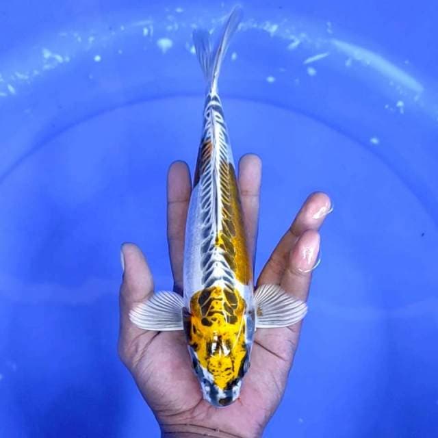 3. Kiko || 25 cm || Jantan