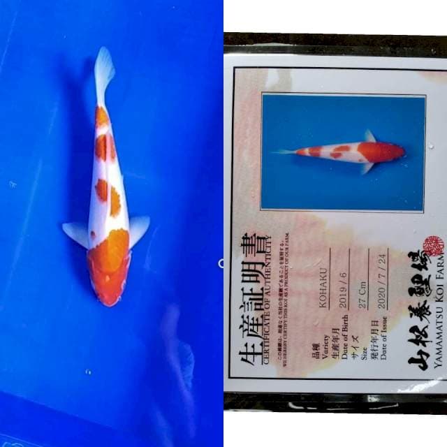 Kohaku YAMAMATSU serti