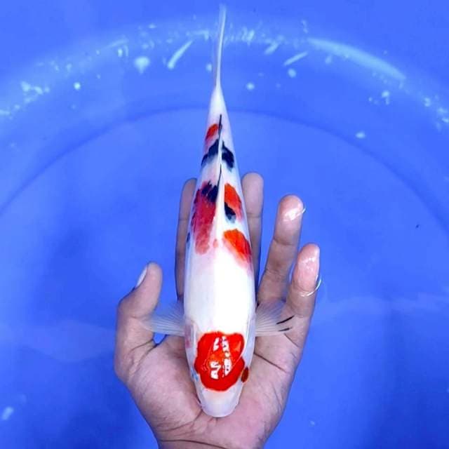 5. Maruten Sanke || 26 cm