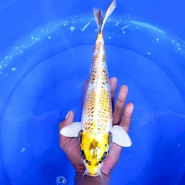6. Hariwake || 33 cm