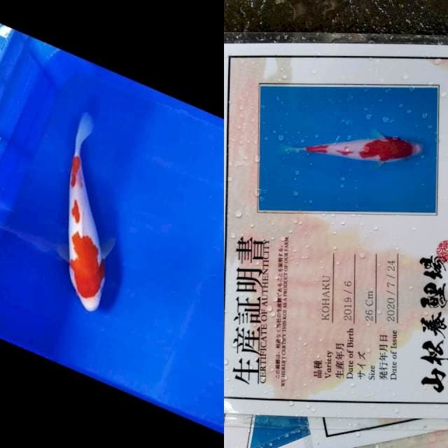 Kohaku YAMAMATSU serti