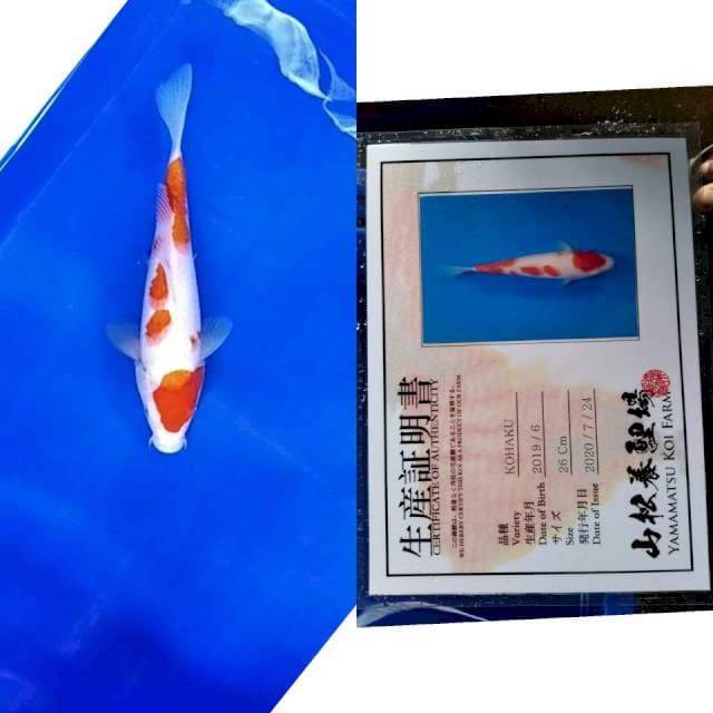 Kohaku YAMAMATSU serti