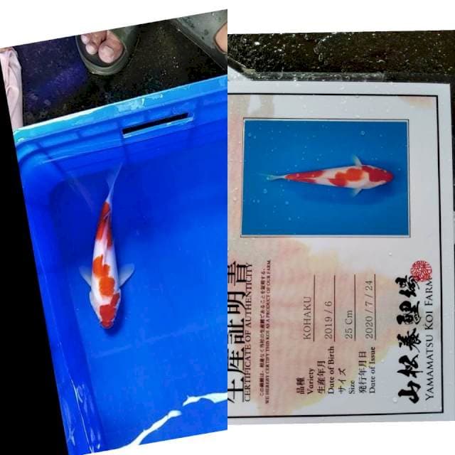 Kohaku YAMAMATSU serti