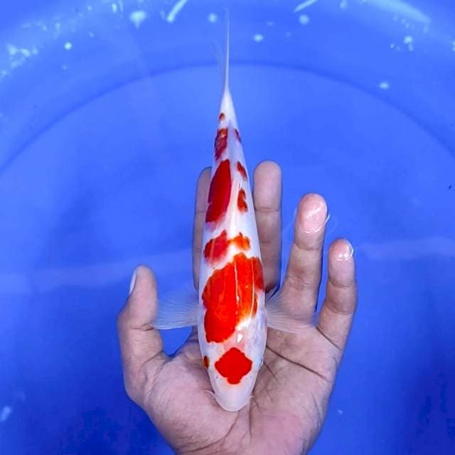 8. Kohaku || 23 cm