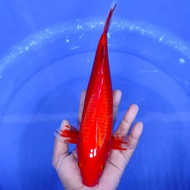 9. Aka Hajiro || 32 cm || Jantan