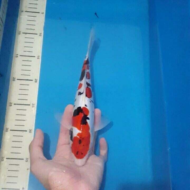 doitsu merah darah