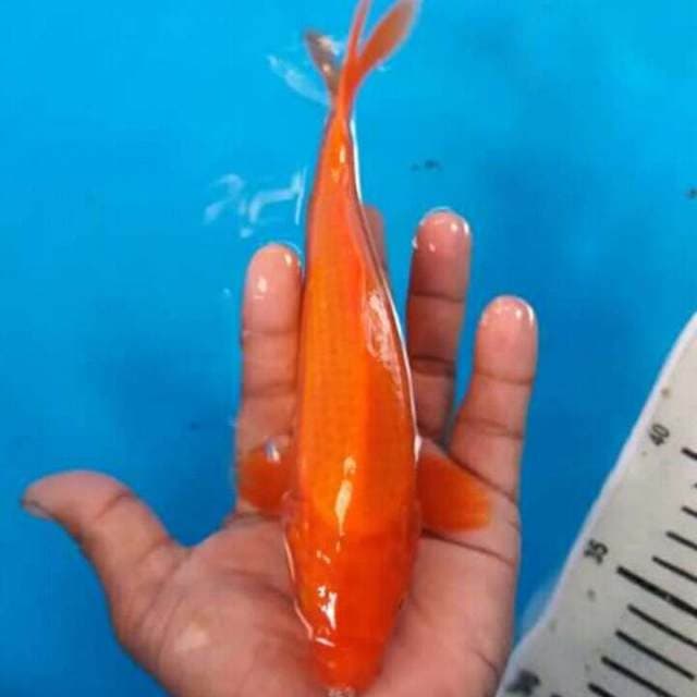 Benighoi