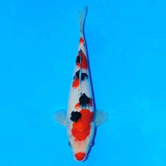 Taisho sanke red strong quality