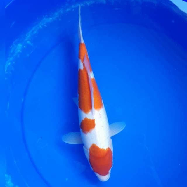 KOHAKU SPESIAL