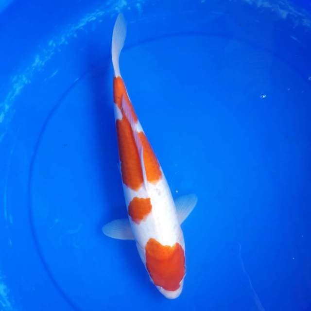KOHAKU SPESIAL