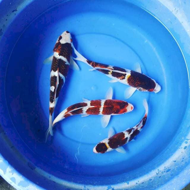 GOROMO ~ 25-32cm
