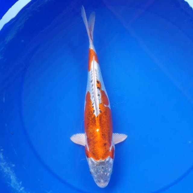 BOZU KIKOKURYU 