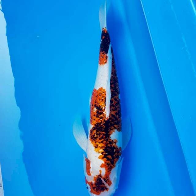 Goromo jantan jumbo