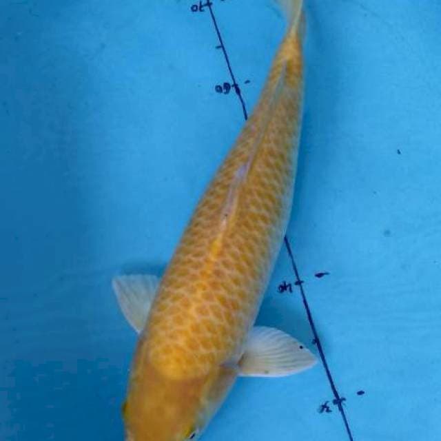 Karasi 50 cm jantan no bocor