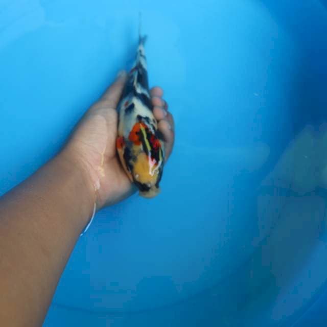 Showa 22CM