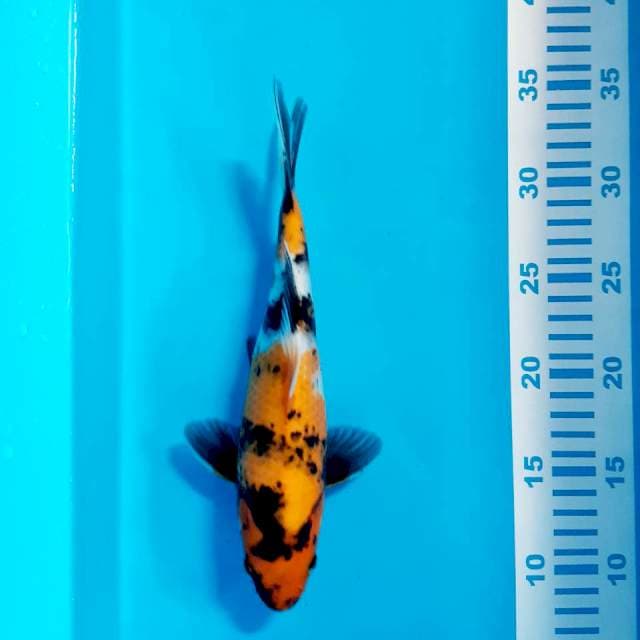 Showa 27 cm