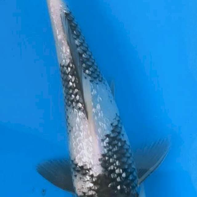 Shirogin