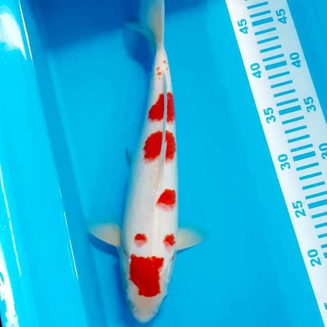 Kohaku strong 34cm